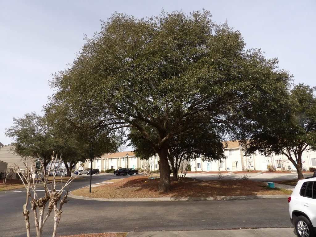 951 Plantation Dr. Photo 29