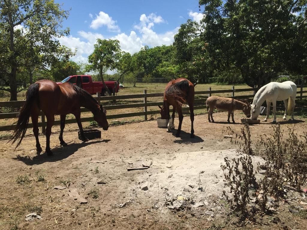 16201 SW 170 Avenue, Miami, FL 33187 Main Photo