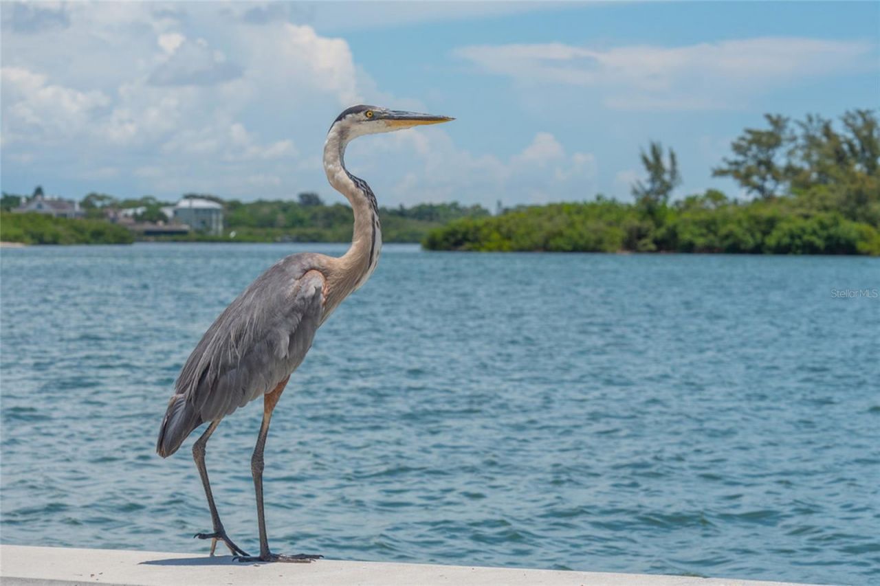 525 Channel Lane, Longboat Key, FL 34228 Photo