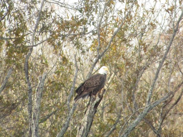 Crosby Lane Lot 118, Columbus, MS 39701