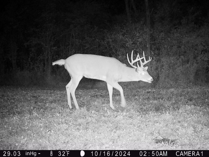 10019 Township Road 227, East Liberty, OH 43319 Photo 57