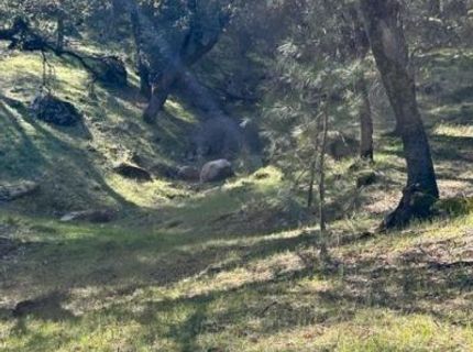 6271 Arch Ln, Placerville, CA 95667 Photo