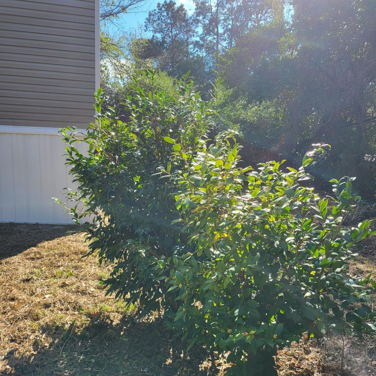 111 Pamela Avenue Photo 5