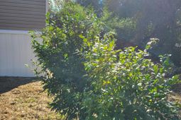 111 Pamela Avenue photo 4