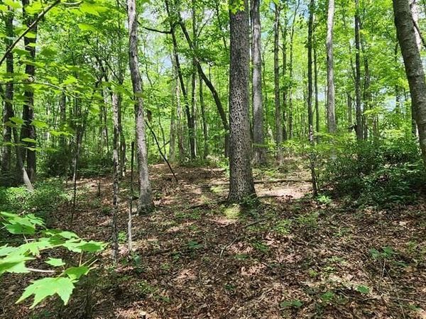 0 Yellow Cliff Rd, Jamestown, TN 38556