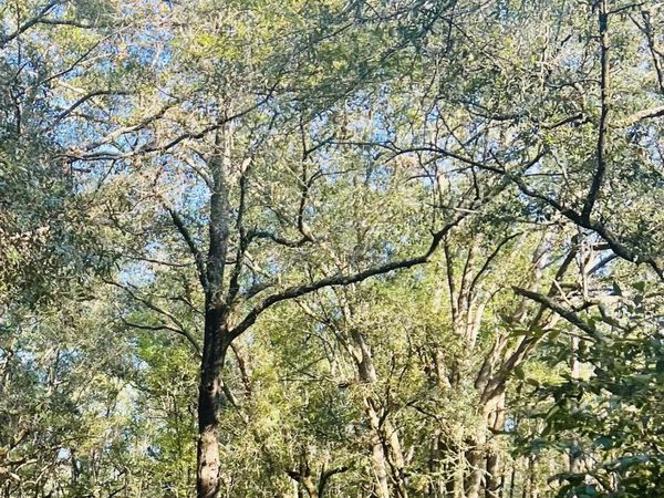 9499 Cornfield Way, Milton, FL 32583