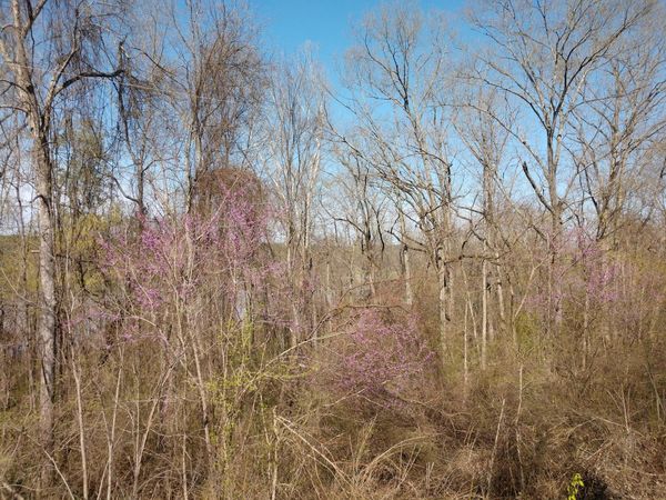 000 Mountain View Rd, Locust Grove, AR 72550