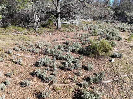 Canterbury, Pioneer, CA 95666 Photo