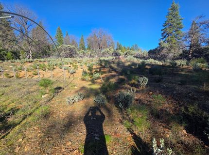 Canterbury, Pioneer, CA 95666 Photo