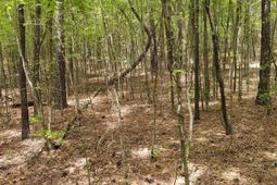 1109 Hopewell Church Road  photo 4