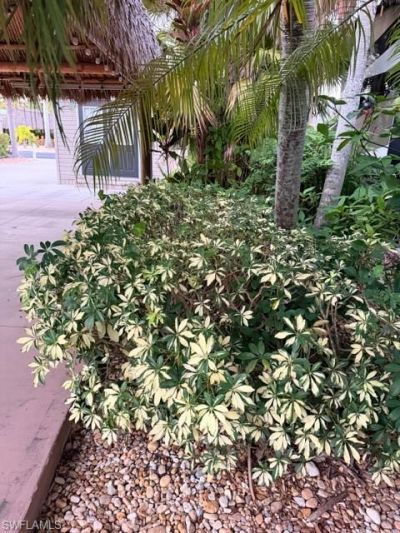 10212 Yellowtop Trl, Fort Myers, FL 33905 Photo