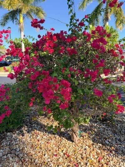 5200 Marsh Mallow Trl, Fort Myers, FL 33905 Photo