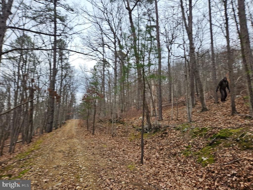 Chapman Lane, Boyce, VA 22620 Main Photo