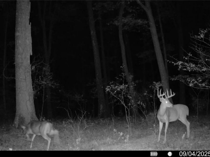 Lewis Road, Salineville, OH 43945 Photo 12