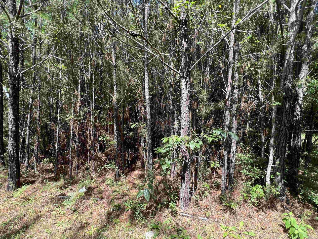 Xx Hardaway Highway , Gretna, FL 32332 Photo