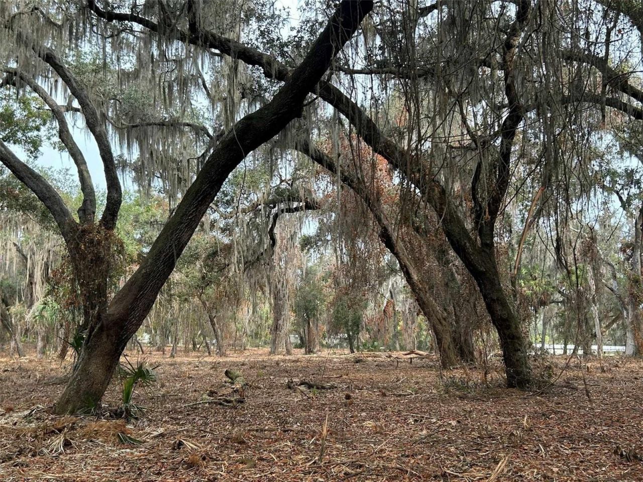 Faye Street, Hawthorne, FL 32640 Photo