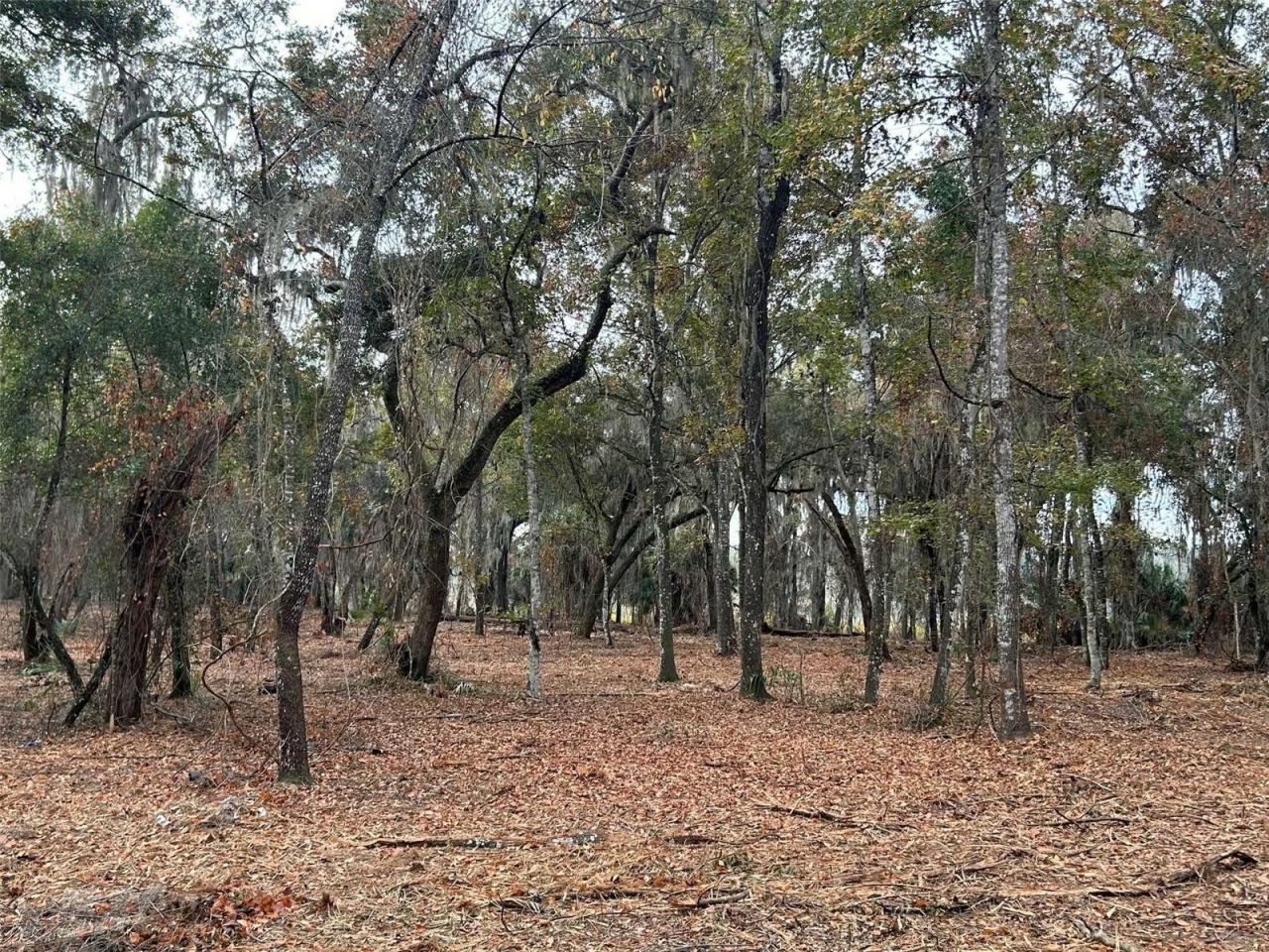 Faye Street, Hawthorne, FL 32640 Photo