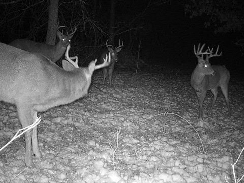 1054 Bergholz Road SE, Mechanicstown, OH 43908 Photo 10