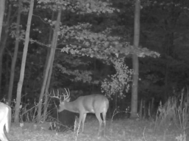 1054 Bergholz Road SE, Mechanicstown, OH 43908 Photo 9