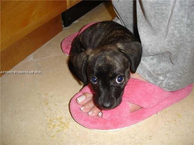 6450 Collins Ave, Unit 703, Miami Beach, FL 33141 Photo