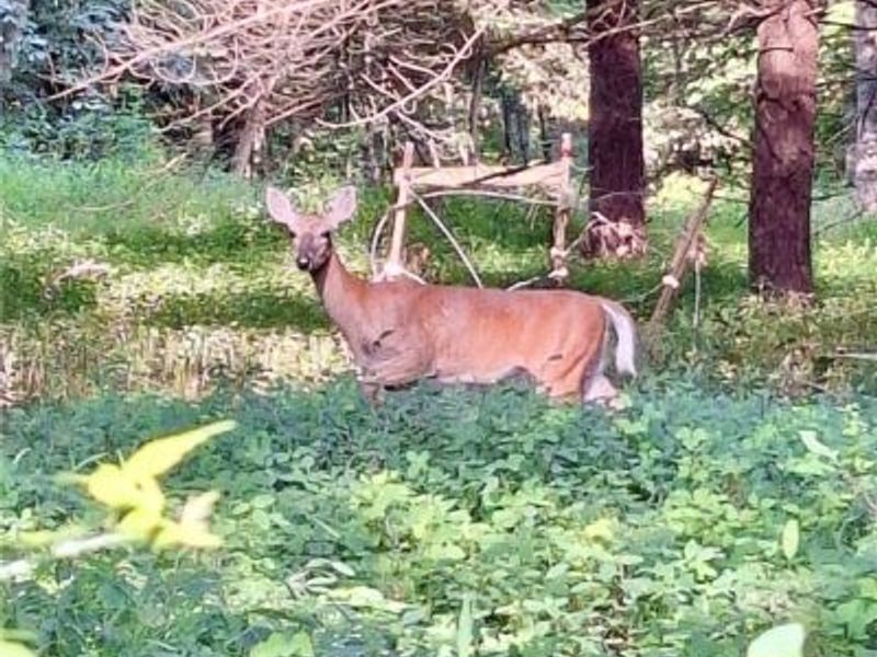 8087 Magnet Road NE, Minerva, OH 44657 Photo 20