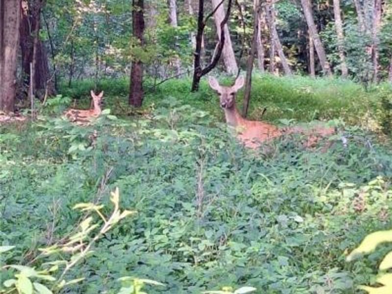 8087 Magnet Road NE, Minerva, OH 44657 Photo 21