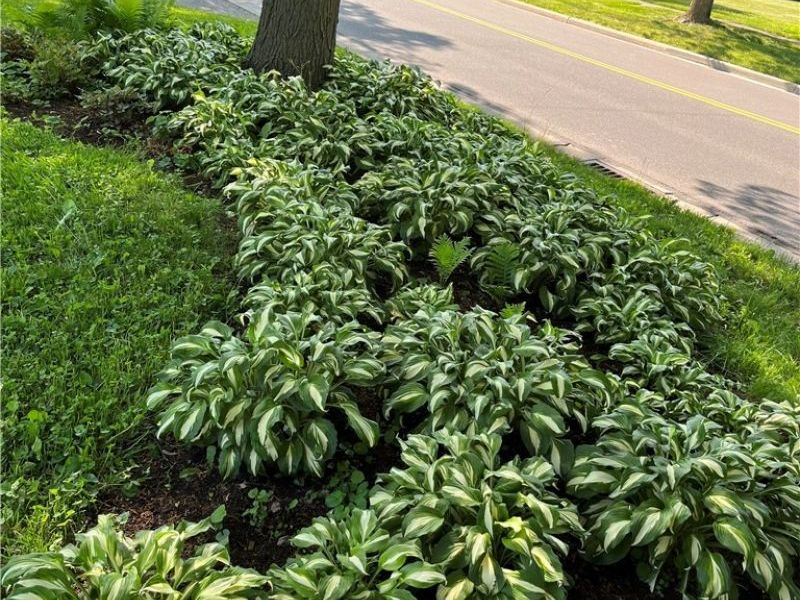 441 E College Street, Oberlin, OH 44074 Photo 5