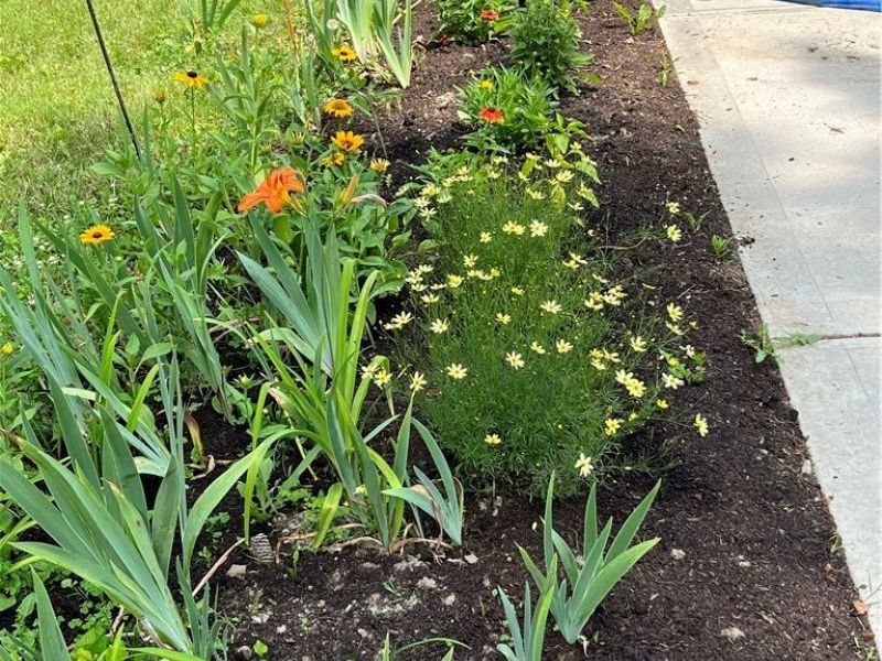 441 E College Street, Oberlin, OH 44074 Photo 6