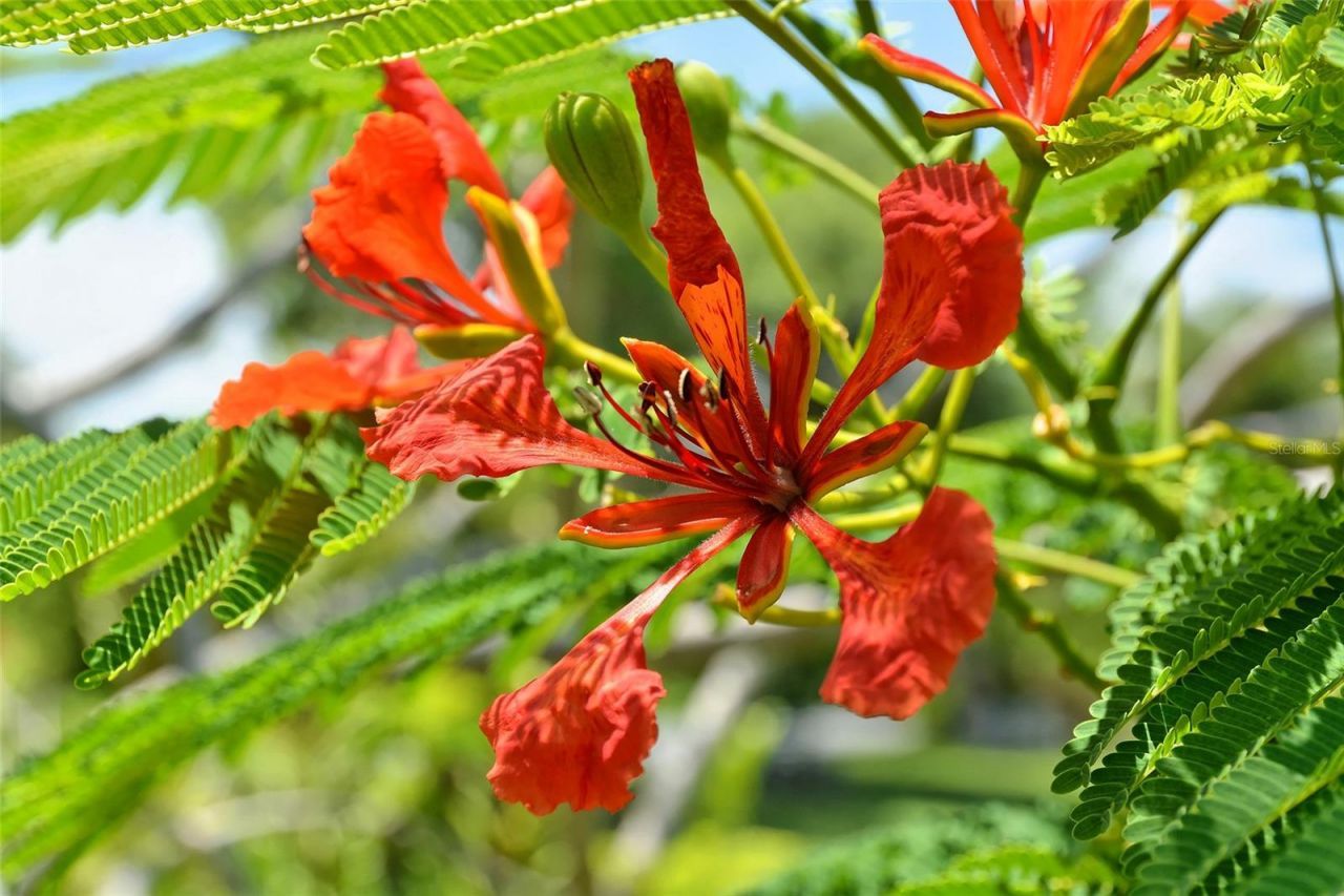 1105 92nd Street Nw, Bradenton, FL 34209 Photo