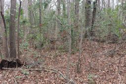 291 Big Timber Drive  photo 4