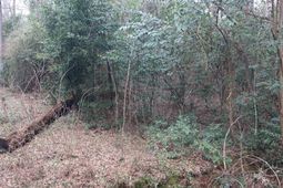 291 Big Timber Drive  photo 4