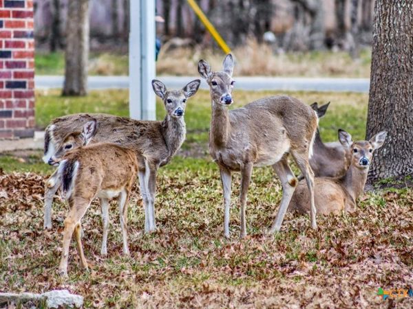 3 N Walnut, Morgans Point Resort, TX 76513