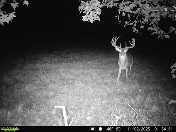 TBD CR 2738, Naples, TX 75568