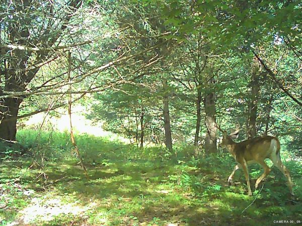 L5.12 N Harpersfield Road, Jefferson, NY 12093