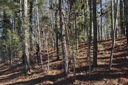 110 Lake Summit Drive  photo 4