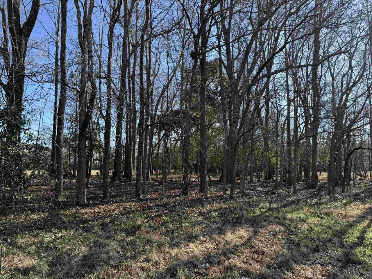 10686 Scott Ave Photo 6