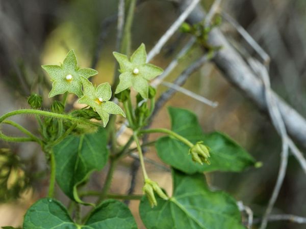 17503 Lake Shore DR, Dripping Springs, TX 78620