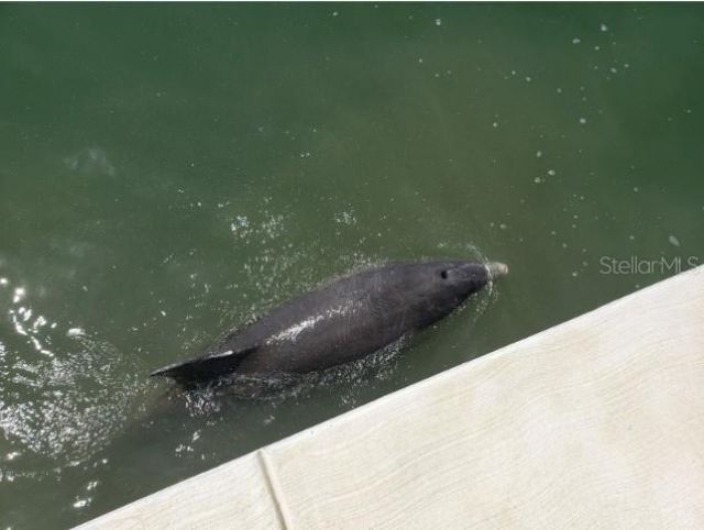 5200 Brittany Drive S, Unit 407, Saint Petersburg, FL 33715 Photo