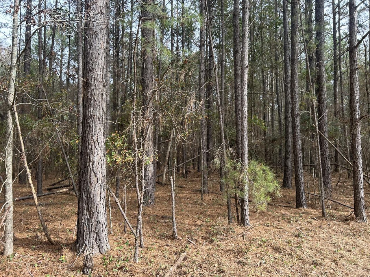 1465 Jakes Road Photo 19