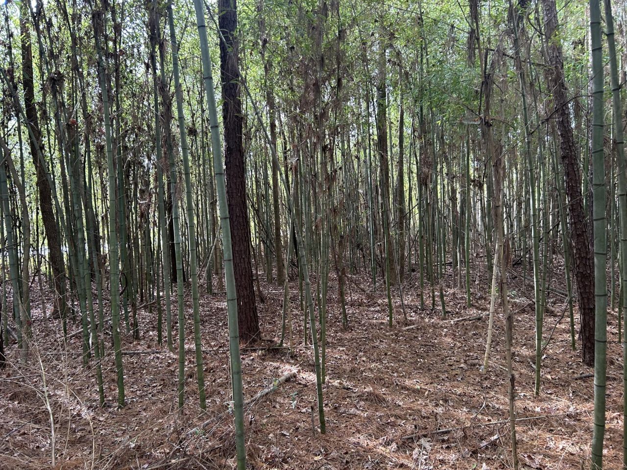 1465 Jakes Road Photo 22