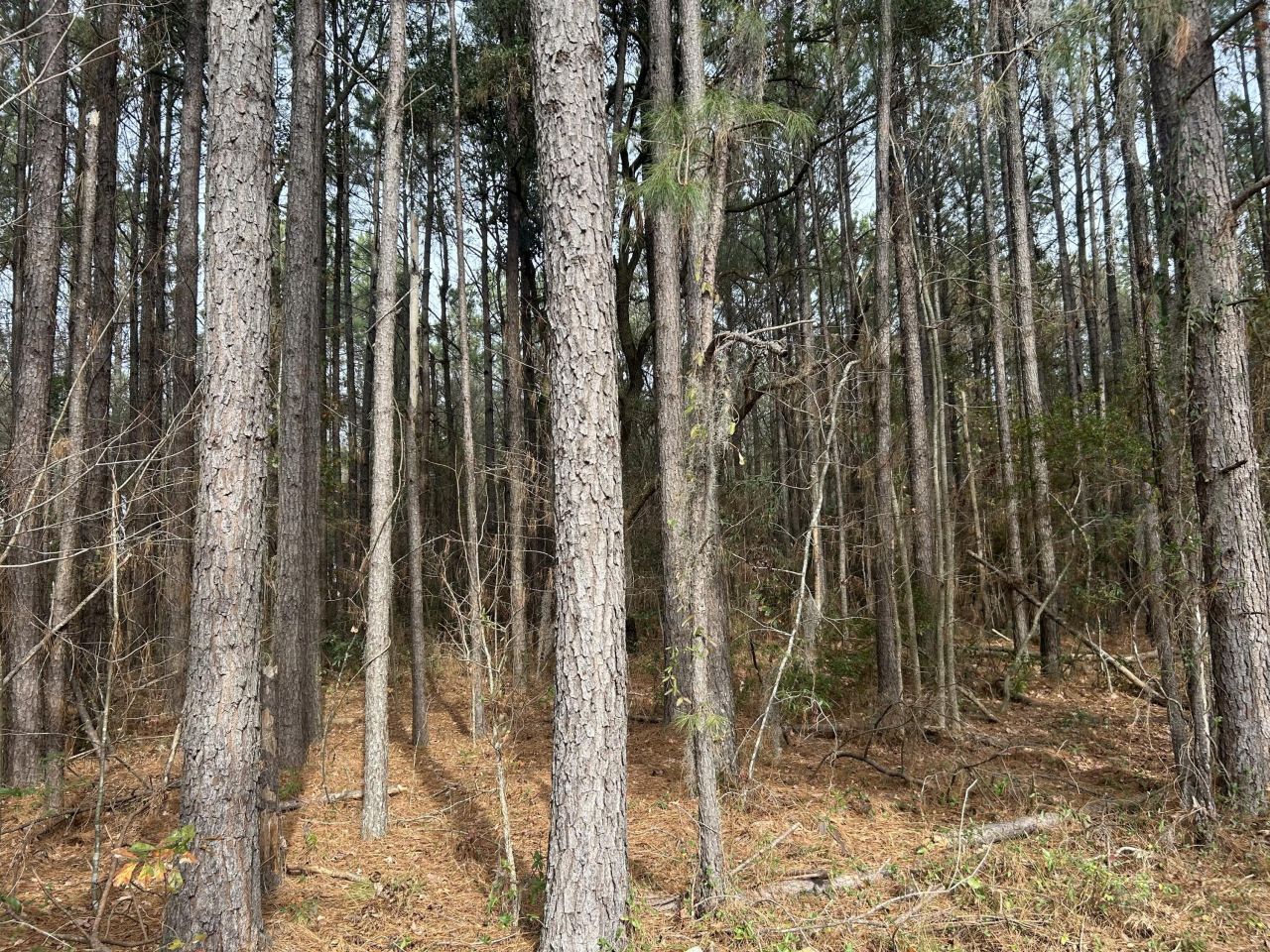 1465 Jakes Road Photo 26