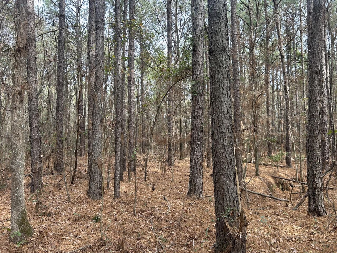 1465 Jakes Road Photo 28