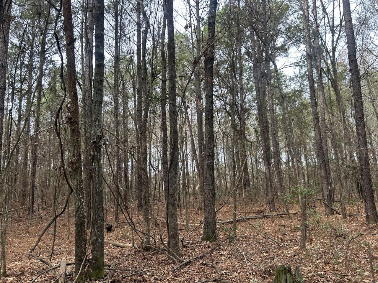 1465 Jakes Road Photo 29