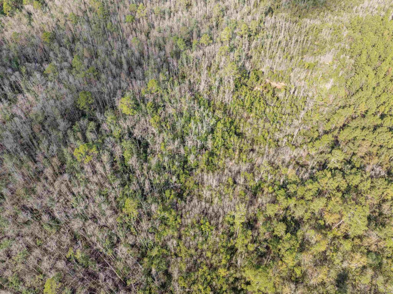 Tbd Cr 6 E, Jasper, FL 32052 Photo
