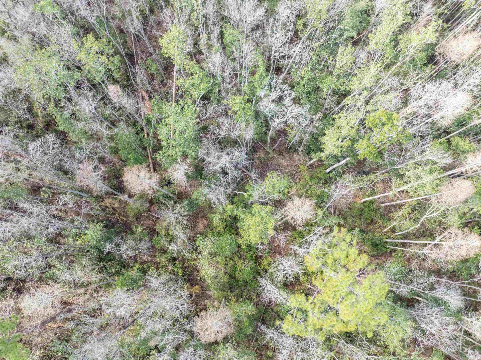 Tbd Cr 6 E, Jasper, FL 32052 Photo