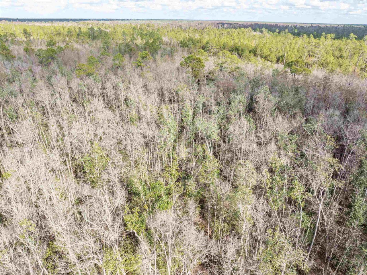 Tbd Cr 6 E , Jasper, FL 32052 Photo