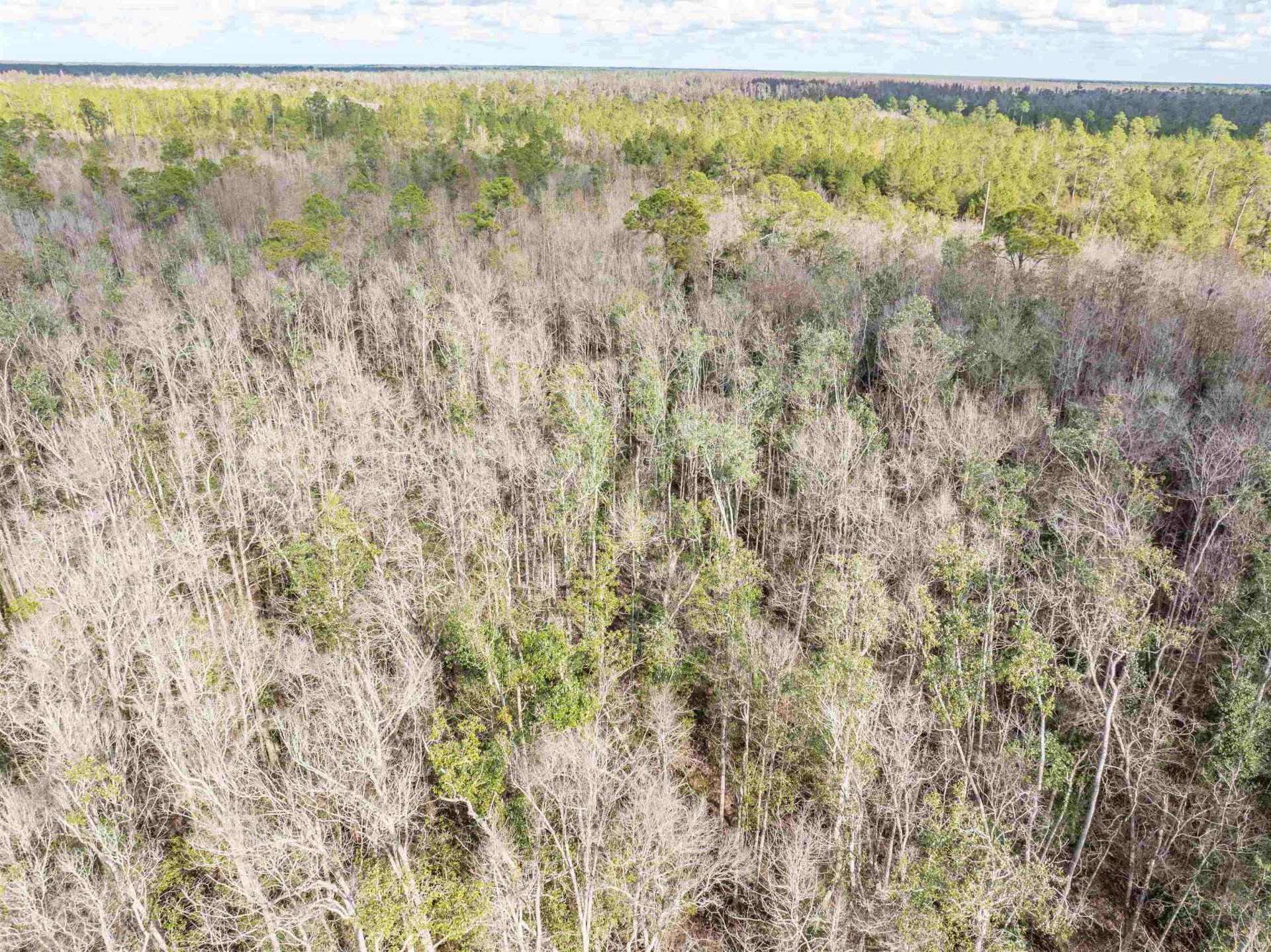 Tbd Cr 6 E, Jasper, FL 32052 Photo