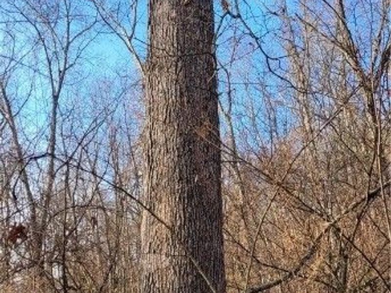 Township Rd 399, Coshocton, OH 43812 Photo 11