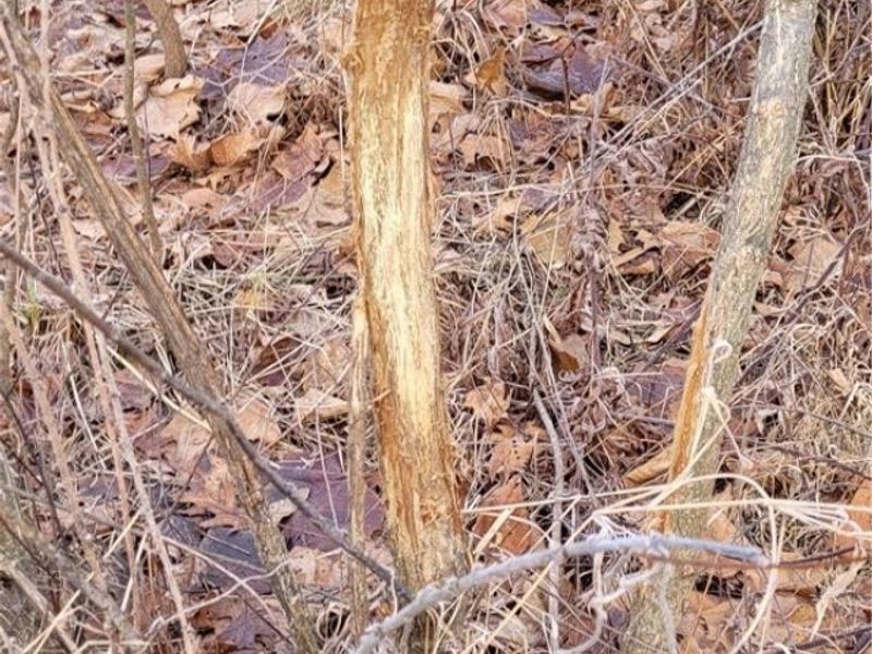 Township Rd 399, Coshocton, OH 43812 Photo 3