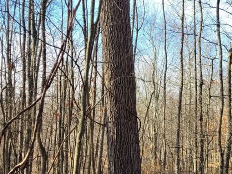 Township Rd 399, Coshocton, OH 43812 Photo 38